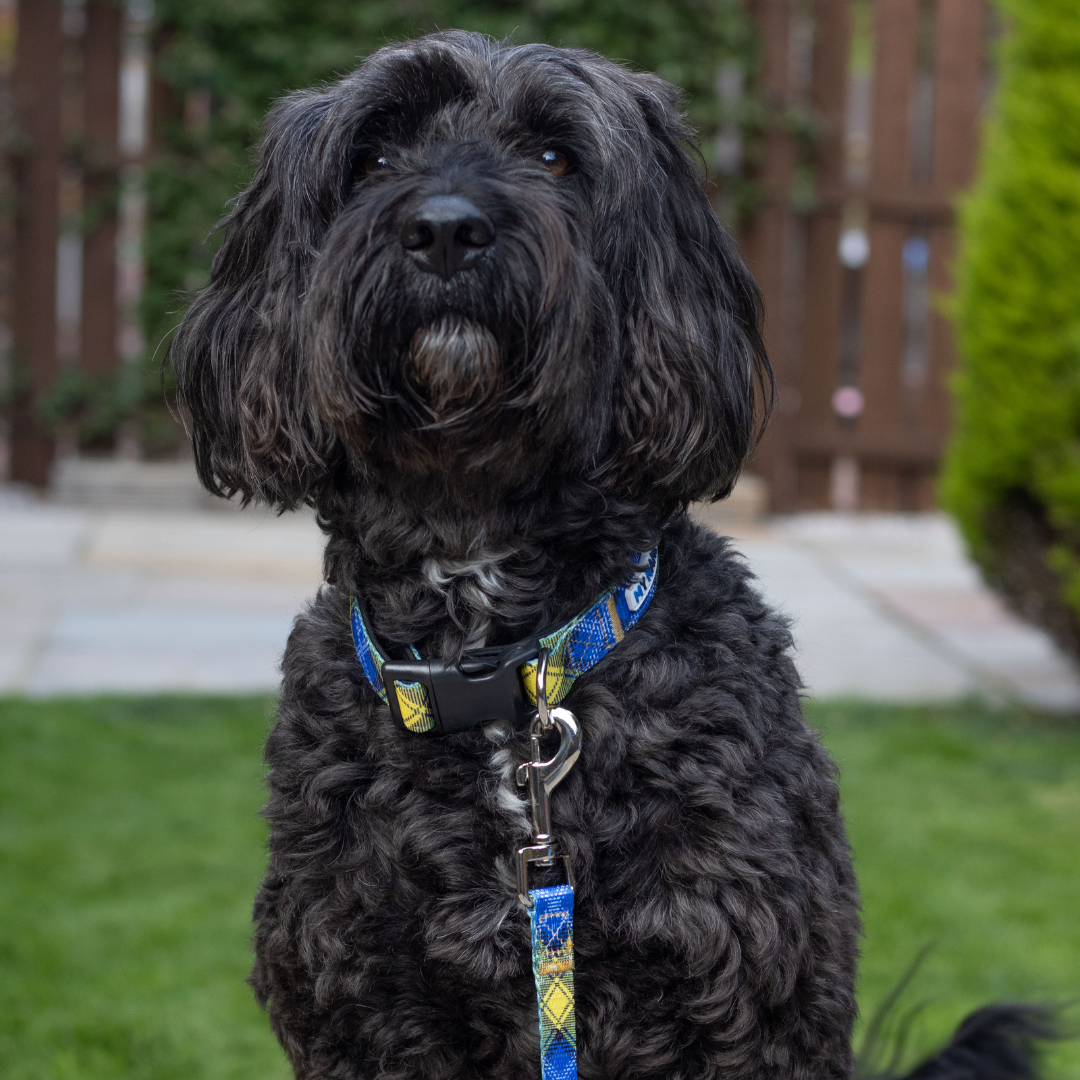 My Name'5 Doddie Foundation Collar