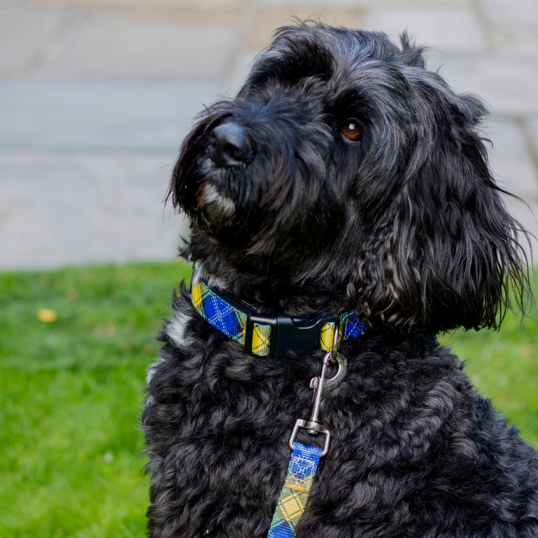 My Name'5 Doddie Foundation Collar